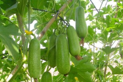 Làm Trắng Mờ Nám Từ Chiết Xuất Bí Đao: Bí Quyết Làn Da Sáng Khỏe Tự Nhiên